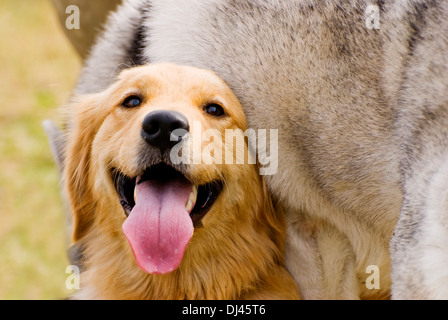 Golden Retriever play with Husky dog