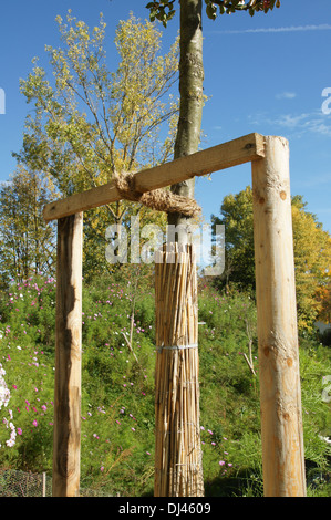 Baum pfählen, binden, Stammschutz Stock Photo