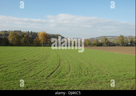 Triticum aestivum, Winterweizen, winter wheat Stock Photo