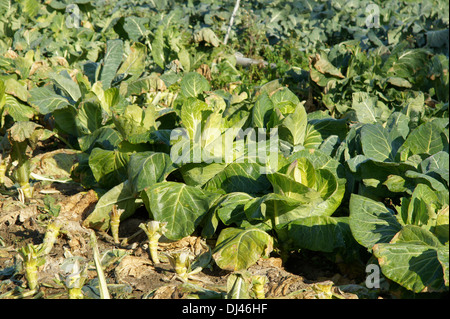 Brassica oleracea, Spitzkohl, cabbage Stock Photo