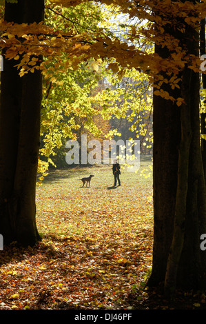 Hundeschule, dog training Stock Photo