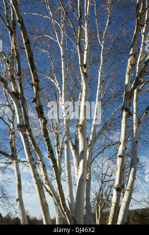 Betula ermanii, Ermansbirke, ermans birch Stock Photo