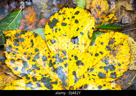 Spot mounld on a Sycamore leaf in Autumn time, Ambleside, Cumbria, UK. Stock Photo