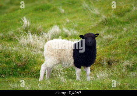 Black and White Sheep :) Stock Photo