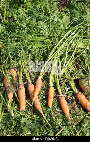 Carrots Stock Photo