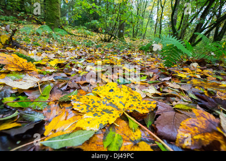 Spot mounld on a Sycamore leaf in Autumn time, Ambleside, Cumbria, UK. Stock Photo
