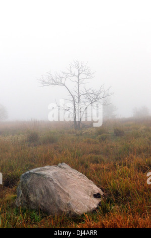 Tree in fog Stock Photo