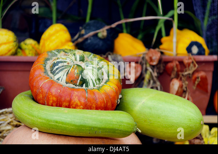 Turks Turban squash and cucumbers Stock Photo