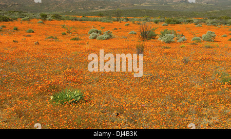 African Daisies blossoming in spring Stock Photo