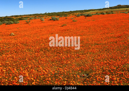 Spring flower display of Namaqualand Daisies Stock Photo