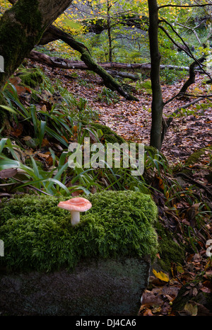 Red mushroom in an  English wood