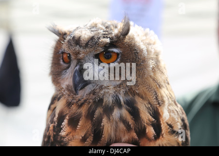 European Eagle Owl 5 months old Stock Photo