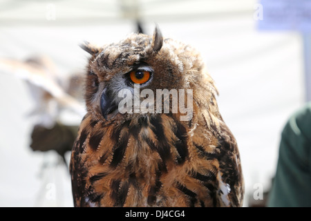 European Eagle Owl 5 months old Stock Photo
