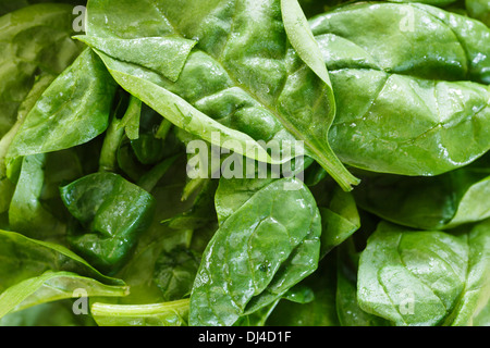 Fresh spinach leaves Stock Photo