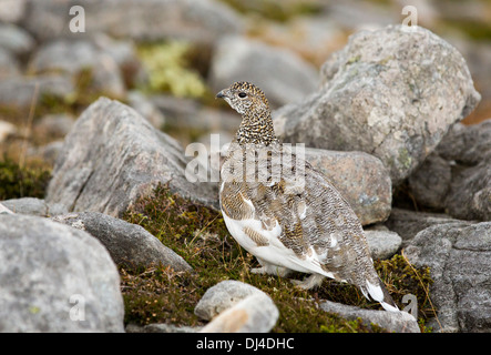 A Ptarmigan, Lagopus muta, moulting from summer to winter plumage for camouflage, on Cul Mhor, assynt, Highlands, Scotland, UK. Stock Photo