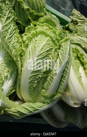 Napa Cabbage Stock Photo