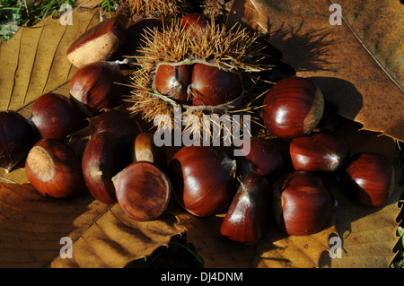 Sweet Chestnuts Stock Photo