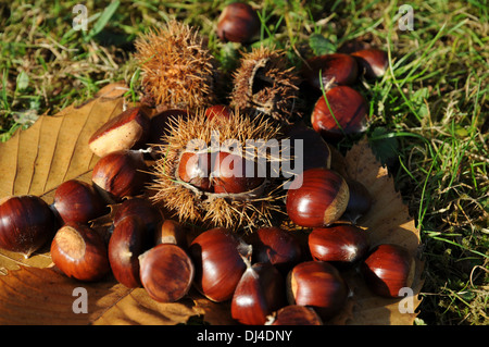 Sweet Chestnuts Stock Photo