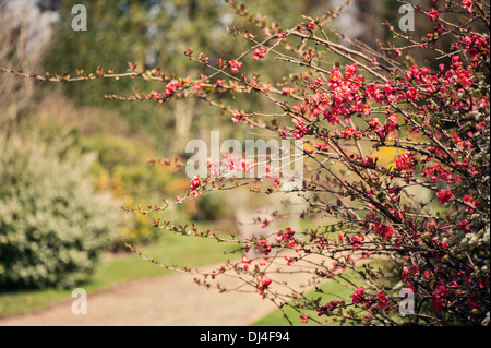 Chaenomeles × superba 'Knap Hill Scarlet' - Flowering Quince Stock Photo
