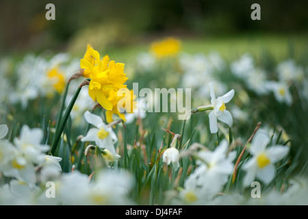 Yellow and cream spring daffodils - Narcissus Stock Photo