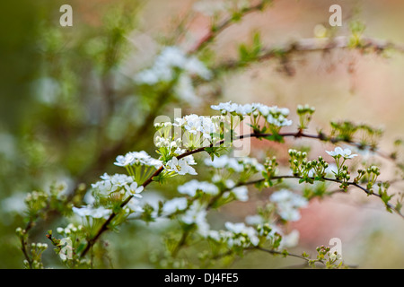 Spiraea × cinerea 'Grefsheim' - Bridal Wreath Stock Photo
