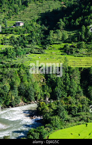 Uma Punakha Hotel views,Cascading rice Paddies,Terracing,Mo Chhu River ...