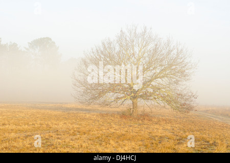 Horizontal portrait of lonely oak tree in mist frozen grass winter in Arjuzanx National Hunting and Wildlife Reserve. France. Stock Photo