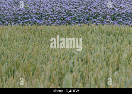 Field with Flowers and  Wheat Stock Photo