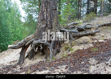 Roots of an old pine-tree on a slope Stock Photo