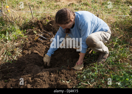 A gardener digs for potatoes in a community garden in the Berkshires of Massachusetts. Stock Photo