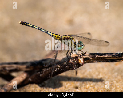 dragonfly on a stick with yellow and green background Stock Photo - Alamy