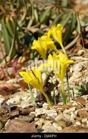 Danford Lily Stock Photo