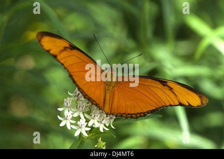 Tropical butterfly Julia Heliconian Stock Photo