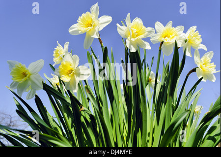 white daffodils against blue sky Stock Photo