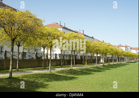 Globe Norway Maple Stock Photo