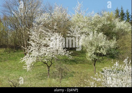 Plum Trees Stock Photo