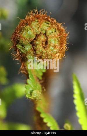 Unfurling young fern frond Stock Photo