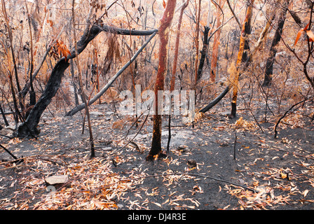 Burnt bush in the Blue Mountains, Australia Stock Photo