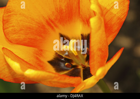 Tulip variety Blushing Apeldoorn