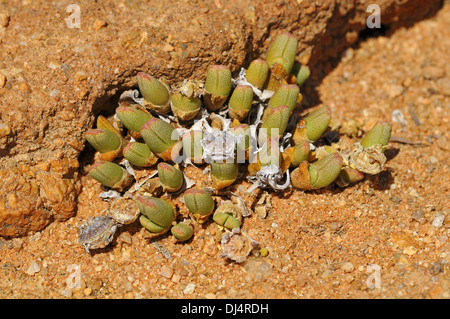 Cheiridopsis sp., Namaqualand, South Africa Stock Photo