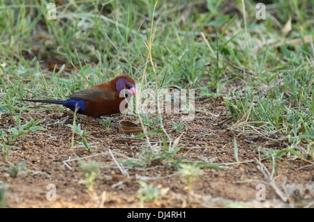 Violet eared waxbill male Uraeginthus granatinus Stock Photo