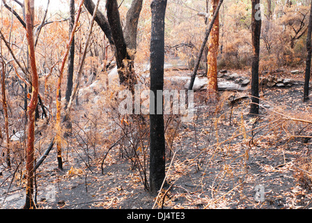 Burnt bush in the Blue Mountains, Australia Stock Photo