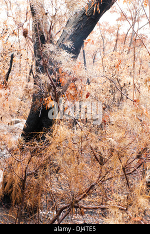 Burnt bush in the Blue Mountains, Australia Stock Photo