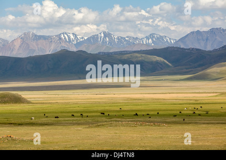 Cows pasturing in mountains Stock Photo