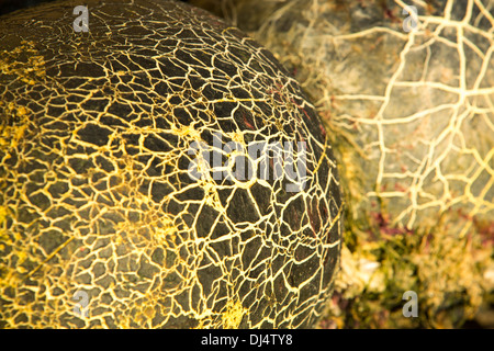 Crack patterns on floats on a lobster pot marker in Craster, Northumberland, UK, glowing at sunset. Stock Photo