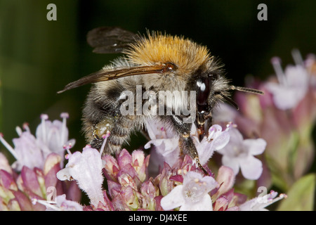 Common carder-bee, Bombus pascuorum Stock Photo