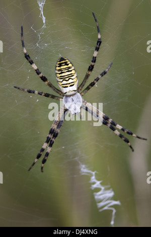 Wasp Spider, Argiope bruennichi Stock Photo