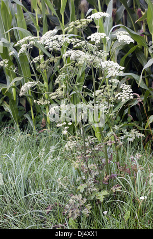 Heracleum spondylium, Cow Parsnip Stock Photo
