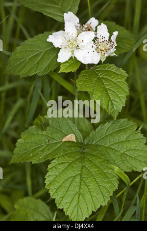 Rubus caesius, European Dewberry Stock Photo
