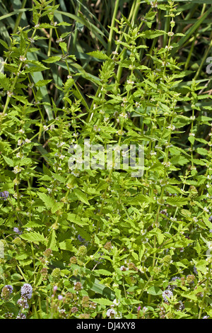 Gypsywort, Lycopus europaeus Stock Photo